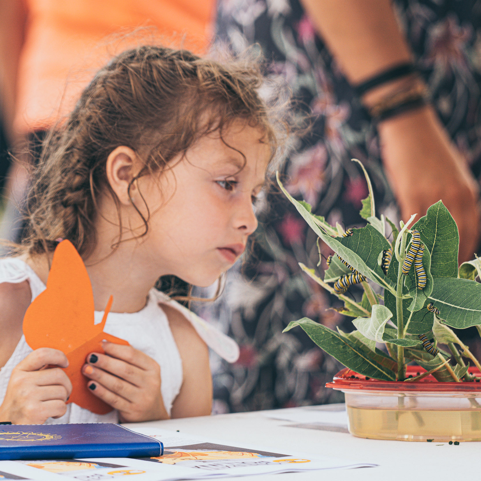 A girl watches caterpillars eat milkweed at a Monarch Butterfly Festival in Columbia Heights, MN.