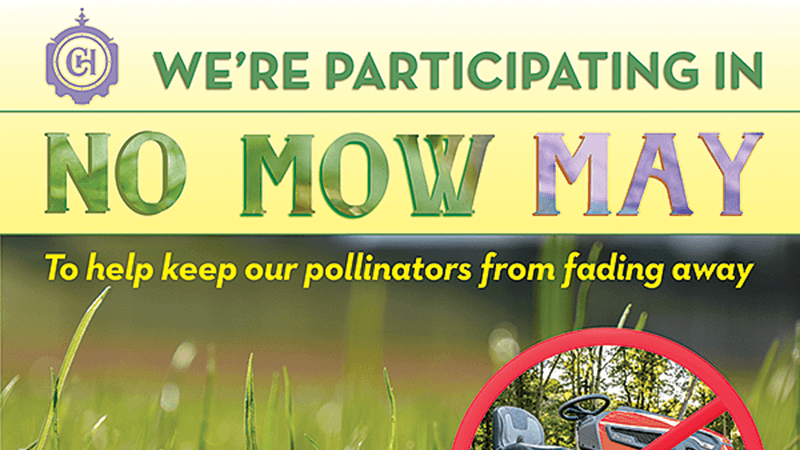 We're participating in No Mow May to help keep our pollinators from fading away.